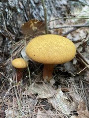 Buchwaldoboletus lignicola