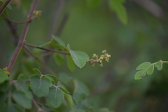 Serjania brachycarpa