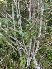 Alnus incana