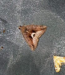 Hypena telamonalis