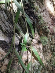Angraecum melanostictum