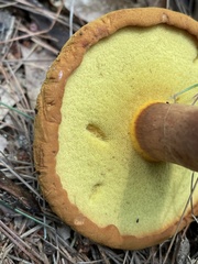 Buchwaldoboletus lignicola