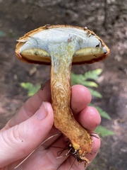 Buchwaldoboletus lignicola