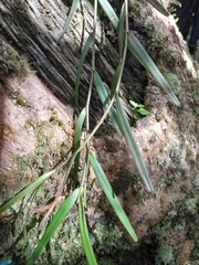 Angraecum melanostictum