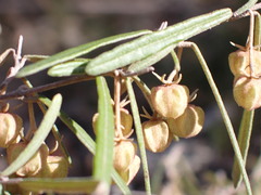 Lasiopetalum ferrugineum