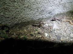 Loxoblemmus doenitzi