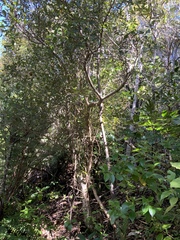 Pterophylla racemosa