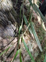 Angraecum melanostictum