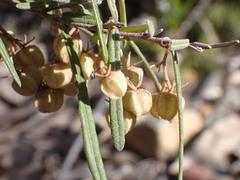 Lasiopetalum ferrugineum