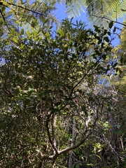 Pterophylla racemosa