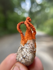 Pseudocolus fusiformis