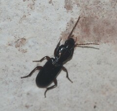 Stenomorphus californicus