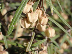 Lasiopetalum ferrugineum