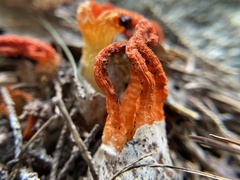 Pseudocolus fusiformis