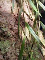 Angraecum melanostictum