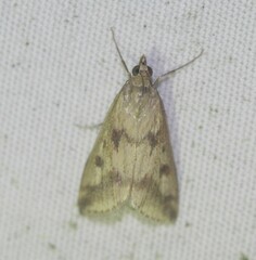 Achyra bifidalis