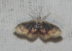 Idaea scintillularia