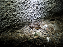 Loxoblemmus doenitzi