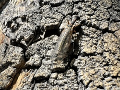 Raphidiidae