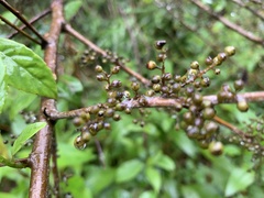 Maesa perlaria formosana