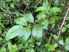 Maesa perlaria formosana