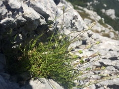 Heliosperma pusillum