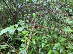 Maesa perlaria formosana