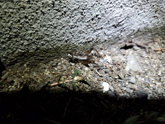 Loxoblemmus doenitzi