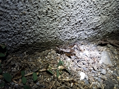 Loxoblemmus doenitzi