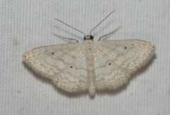 Scopula benitaria