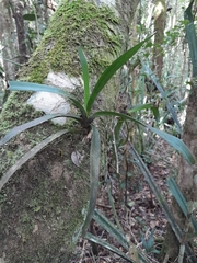 Aeranthes
