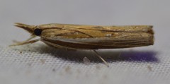 Fissicrambus quadrinotellus