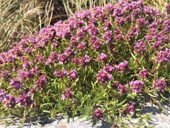 Thymus striatus acicularis