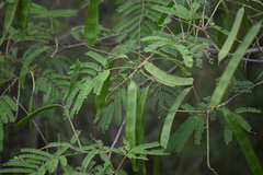 Senegalia berlandieri