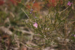 Cyanothamnus coerulescens