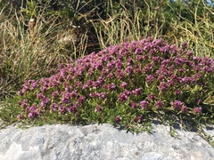 Thymus striatus acicularis