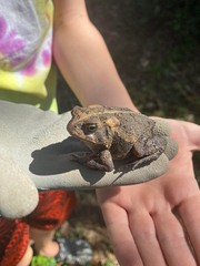 Anaxyrus fowleri