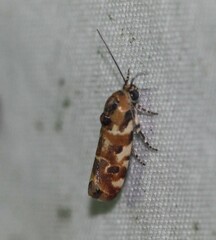 Spragueia jaguaralis