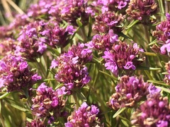 Thymus striatus acicularis