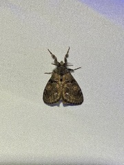 Orgyia pseudotsugata