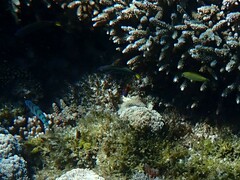 Neoglyphidodon polyacanthus