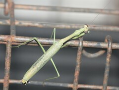 Mantodea