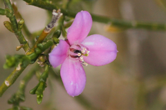 Cyanothamnus coerulescens