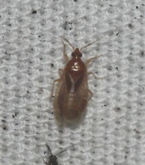 Anthocoridae