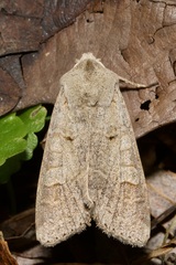 Ammoconia caecimacula