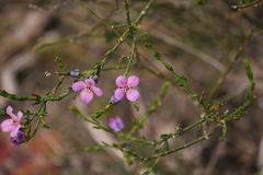 Cyanothamnus coerulescens
