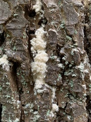 Hericium abietis