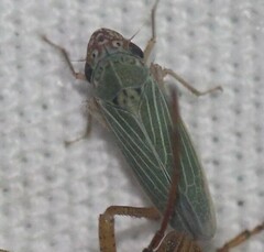Xyphon reticulatum