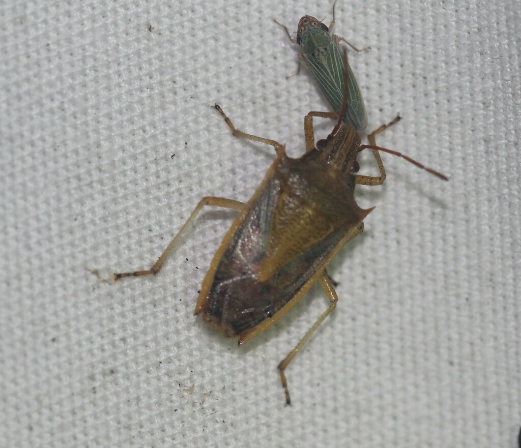 Rice Stink Bug from South Side, Corpus Christi, TX, USA on October 05 ...