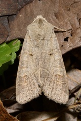 Ammoconia caecimacula